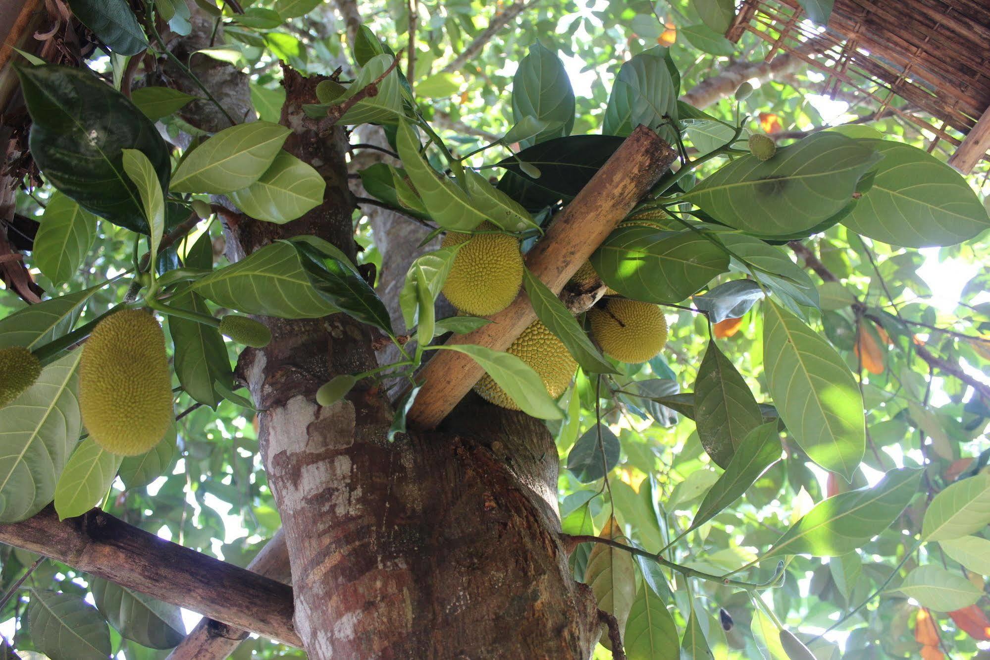 Pepper Farm Phu Quoc Hotel Exterior foto