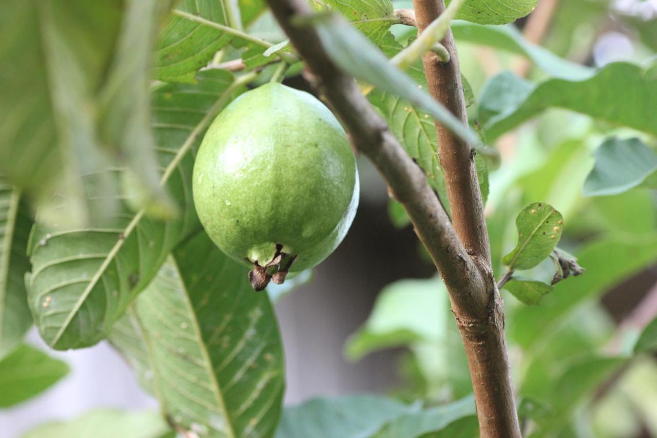 Pepper Farm Phu Quoc Hotel Exterior foto